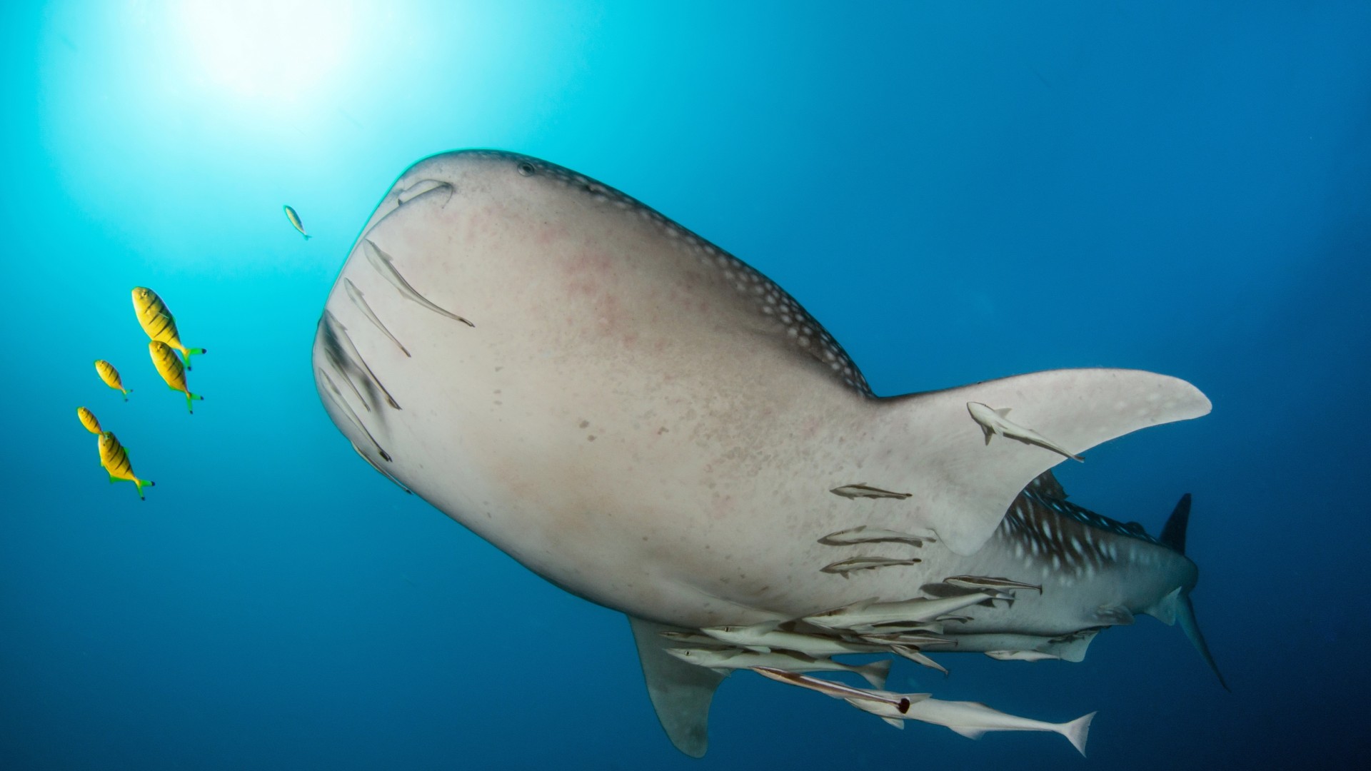 Camping-Safari im Herzen Süd-Ost Afrika